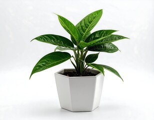 Potted plant against white background