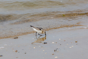 Selective focus of a little bird in its natural habitat walking and running along shorelines, The sanderling is a small wading bird, Pecking the wet sand left when waves recede, Living out naturally.