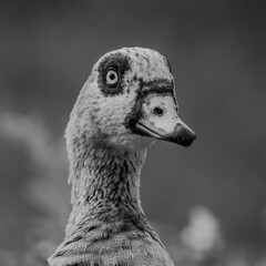 portrait of a goose