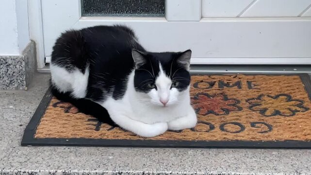 Die Katze vor der Haust&uuml;r.