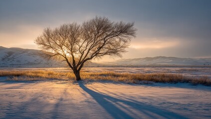 Winter sunrise landscape with lone tree