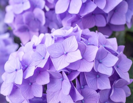Close-up of vibrant purple hydrangeas (1)