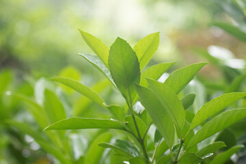 Summer Concept, green leaves for background