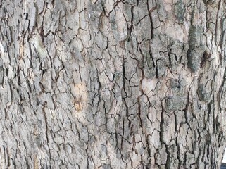 Detailed Tree Bark Texture Background