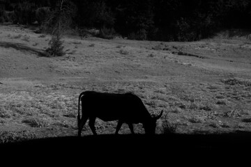 Texas longhorn cow grazing in farm field as silhouette of animal in black and white.