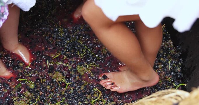 Grape harvesting and traditional winemaking. Young girls dressed in skirts joyfully crush freshly picked grapes with their bare feet inside a massive wooden barrel - shown in slow motion
