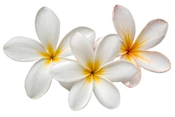 White plumeria flowers with yellow centers isolated on a transparent background frangipani