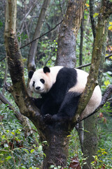 Fototapeta premium Close up fluffy panda sitting on the tree, Panda Valley, China