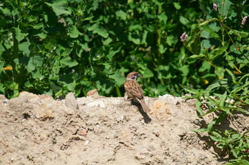 A sparrow sits on an apple tree branch in search of food.