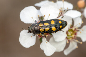 Closeup of Jewel Beetle Feeding on Native Flower