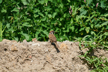 A sparrow sits on an apple tree branch in search of food.