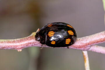 Leaf beetle showing distinctive orange pattern