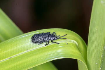 Spiny black leaf beetle resting on green blade of grass