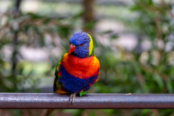 colorful rainow Lori bird, lorikeet, on steel railing