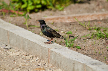 A common starling sits on a concrete curb.