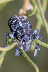 Close up of a Spotted Green and Black Weevil 