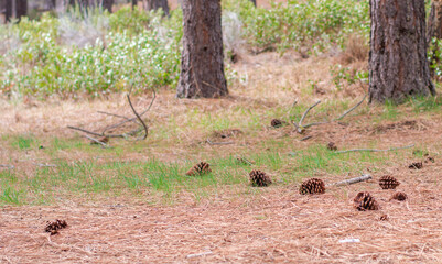 Wild pine cones in the forest