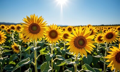 Obraz premium Vibrant yellow sunflowers in full bloom, stretching towards the sun in a vast field. Golden petals and tall stalks create a breathtaking summer landscape, golden, flora, meadow