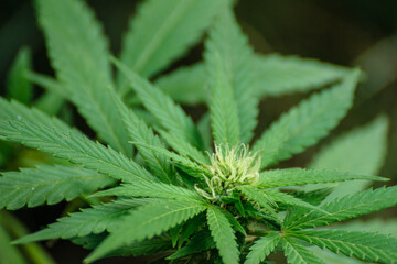 The careful cultivation of a plant for its therapeutic properties A Natural Resource