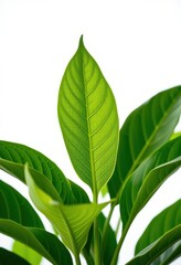 Fototapeta premium Vibrant green plant isolated on pure white background, perfect for design projects and presentations, template, healthy