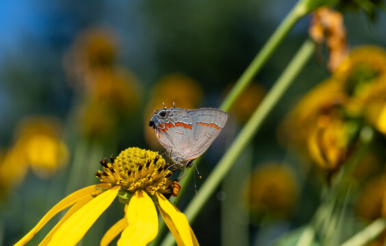 Red-banded hairstreak on cutleaf coneflower. It feeds on fallen leaves of sumac species and other trees. It lives near coastal areas and has a false head that helps it avoid predators. 