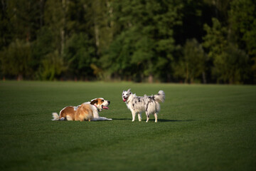 Obraz premium Two dogs, a large guardian and energetic Australian Shepherd, play joyfully on a lush green field, capturing lively outdoor fun, freedom, and authentic canine happiness.