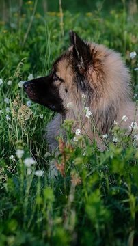 Seitenprofil eines aufmerksamen Eurasiers auf einer gr&uuml;nen Wiese im Fr&uuml;hling. Der Hund beobachtet konzentriert seine Umgebung und wirkt ruhig und wachsam &ndash; ideal f&uuml;r Themen rund um Hundeverhalten, Auf
