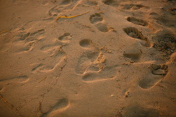 footprint in sand