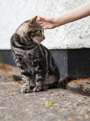 A cat is sitting on the ground and looking at a person's hand. The cat appears to be relaxed and comfortable in the presence of the person