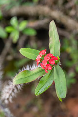 The main focus is on the small flowers of a Crown of Thorns, species Euphorbia milii, surrounded by green leaves and the spiky stem.