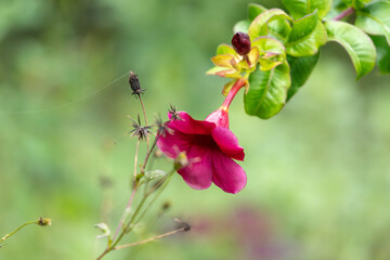 The main focus is on the purple flower of an allamanda, species Allamanda blanchetii. The flower and bud of this ornamental vine stand out against the green background.