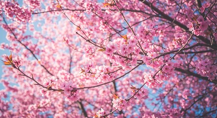 Vibrant Pink Cherry Blossoms in Spring Sunlight.