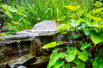 A small, tranquil waterfall trickles over stacked rocks, surrounded by a lush bed of vibrant lily pads and tall green grasses, creating a peaceful and serene garden oasis.