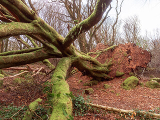 Obraz premium Scene in a forest park after powerful hurricane with trees fallen on the ground. Effect of a strong storm wind. Destruction caused by nature to nature. Nobody. Green and brown tone.