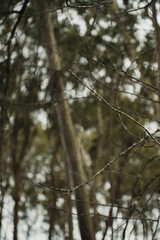folhagem de eucalipto velho na luz da manhã com luz solar / old eucalyptus foliage in morning light with sunlight