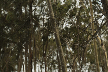 folhagem de eucalipto velho na luz da manh&atilde; com luz solar / old eucalyptus foliage in morning light with sunlight