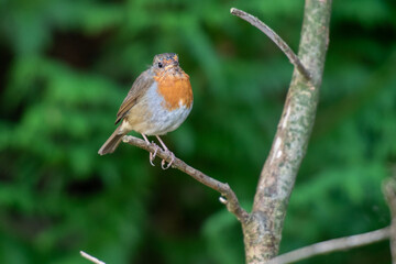 robin on a branch