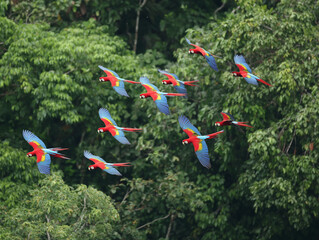 Scarlet macaws flying over the rainforest canopy