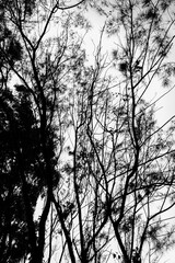 folhagem de eucalipto velho na luz da manhã com luz solar / old eucalyptus foliage in morning light with sunlight