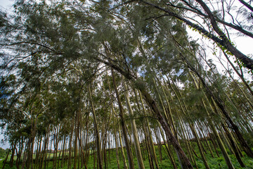 folhagem de eucalipto velho na luz da manhã com luz solar / old eucalyptus foliage in morning light with sunlight
