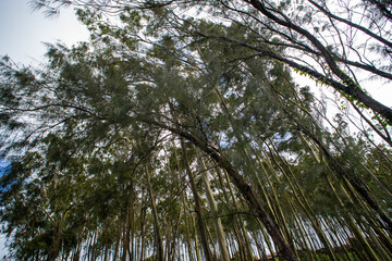 Fototapeta premium folhagem de eucalipto velho na luz da manhã com luz solar / old eucalyptus foliage in morning light with sunlight 