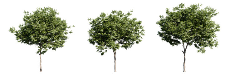 Realistic isolated tree cutouts on transparent background. High-resolution green foliage trees suitable for architectural rendering, landscaping design, and 3D visualization assets.