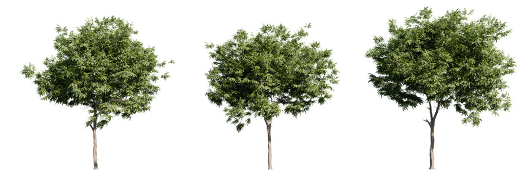 Realistic isolated tree cutouts on transparent background. High-resolution green foliage trees suitable for architectural rendering, landscaping design, and 3D visualization assets.