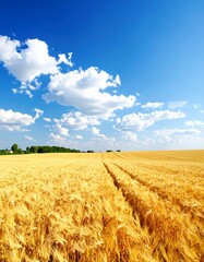 Naklejka premium A vast expanse of golden wheat field stretches under a vibrant blue sky dotted with fluffy white clouds.