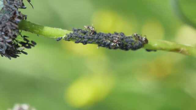 Close-up of ants harvesting honeydew from a thick group of aphids on a vibrant stem