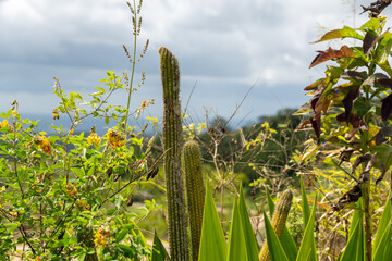 Natural landscape with cactus and dry branches, green and forming a heart shape (Paisagem natural com cacto e galhos secos, verde e formando um coração na for )