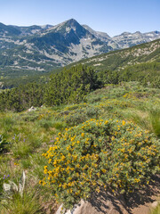 Pirin Mountain near Popovo Lake, Bulgaria