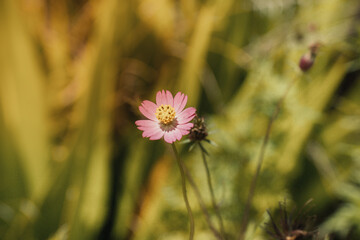 LINDA FLOR EM MEIO A VARIAS FORMANDO UM CENA LINDA DE PAISAGEM COM TEXTURAS E ROSA E UMA BORBOLETA (BEAUTIFUL FLOWER AMONG SEVERAL FORMING A BEAUTIFUL LANDSCAPE SCENE WITH TEXTURES AND ROSES AND )