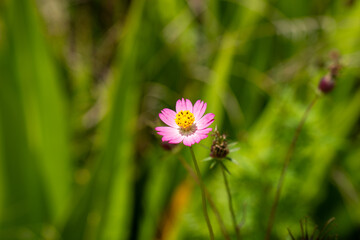 LINDA FLOR EM MEIO A VARIAS FORMANDO UM CENA LINDA DE PAISAGEM COM TEXTURAS E ROSA E UMA BORBOLETA (BEAUTIFUL FLOWER AMONG SEVERAL FORMING A BEAUTIFUL LANDSCAPE SCENE WITH TEXTURES AND ROSES AND )