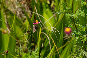 LINDA FLOR EM MEIO A VARIAS FORMANDO UM CENA LINDA DE PAISAGEM COM TEXTURAS E ROSA E UMA BORBOLETA (BEAUTIFUL FLOWER AMONG SEVERAL FORMING A BEAUTIFUL LANDSCAPE SCENE WITH TEXTURES AND ROSES AND )